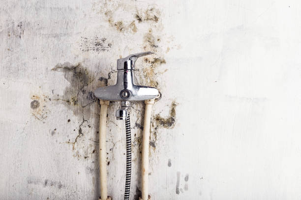 Baldwin, GA Mold Removal Company