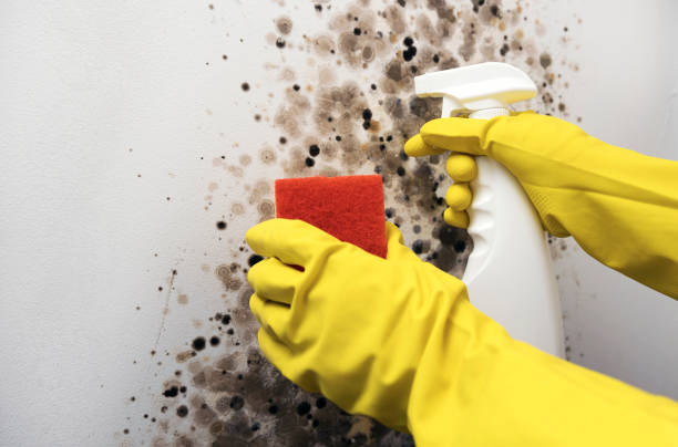Best Emergency Mold Removal  in Baldwin, GA
